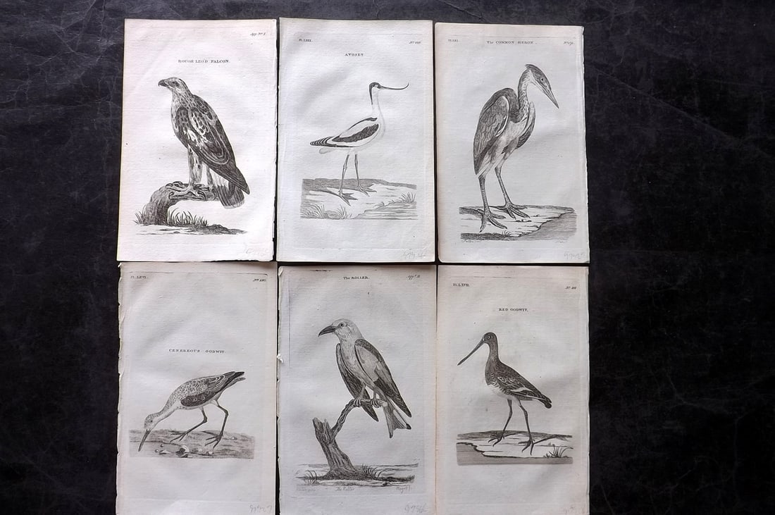 Pennant, Thomas 1776 Lot of 6 Antique Bird Prints (1 of 2)