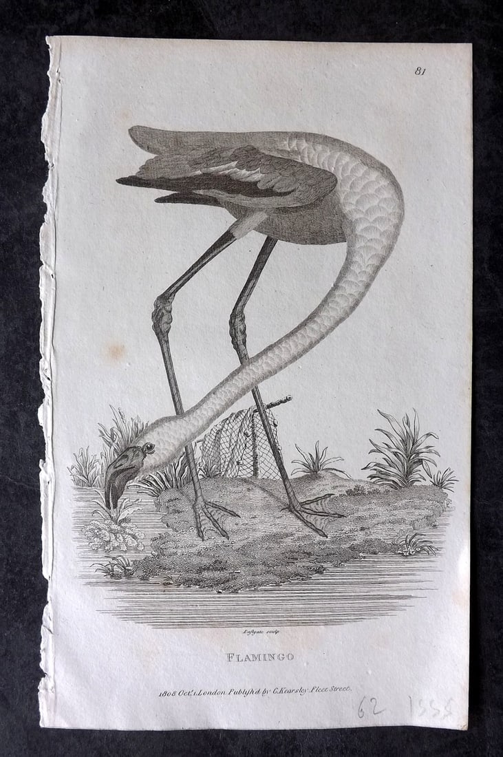 Shaw, George 1809 Bird Print. Flamingo (1 of 1)