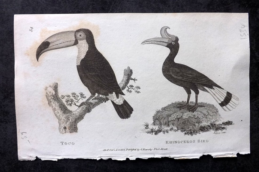 Shaw, George 1809 Bird Print. Toucan, Rhinoceros Bird: Copper Plate Published 1809 by G.Kearsley, London for "Zoological Lectures..." by George Shaw. Paper Size: 8.5 x 5.5 inch (22 x 14cm) Some background toning, otherwise Good Condition