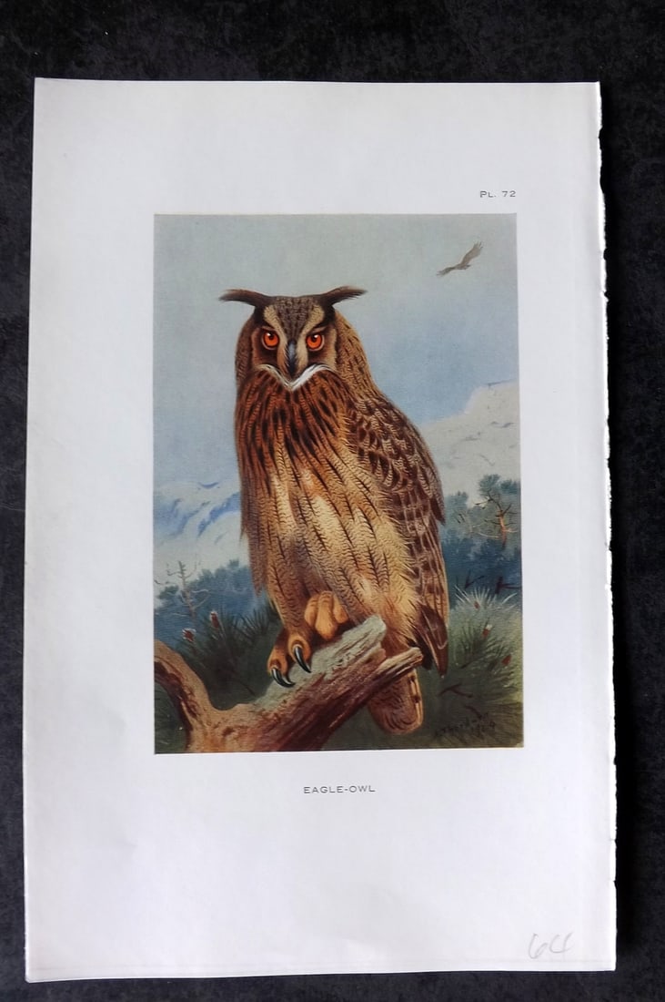Thorburn, Archibald 1925 Bird Print. Eagle Owl 72: Vintage Offset Lithograph Published 1925-26, London for "British Birds" by Archibald Thorburn. Paper Size: 8.5 x 5.5 inch (22 x 14cm) Good Condition