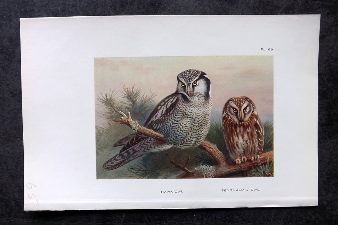Thorburn, Archibald 1925 Bird Print. Hawk & Tengmalm's Owl 69: Vintage Offset Lithograph Published 1925-26, London for "British Birds" by Archibald Thorburn. Paper Size: 8.5 x 5.5 inch (22 x 14cm) Good Condition