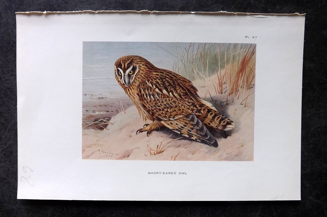 Thorburn, Archibald 1925 Bird Print. Short Eared Owl 67: Vintage Offset Lithograph Published 1925-26, London for "British Birds" by Archibald Thorburn. Paper Size: 8.5 x 5.5 inch (22 x 14cm) Good Condition