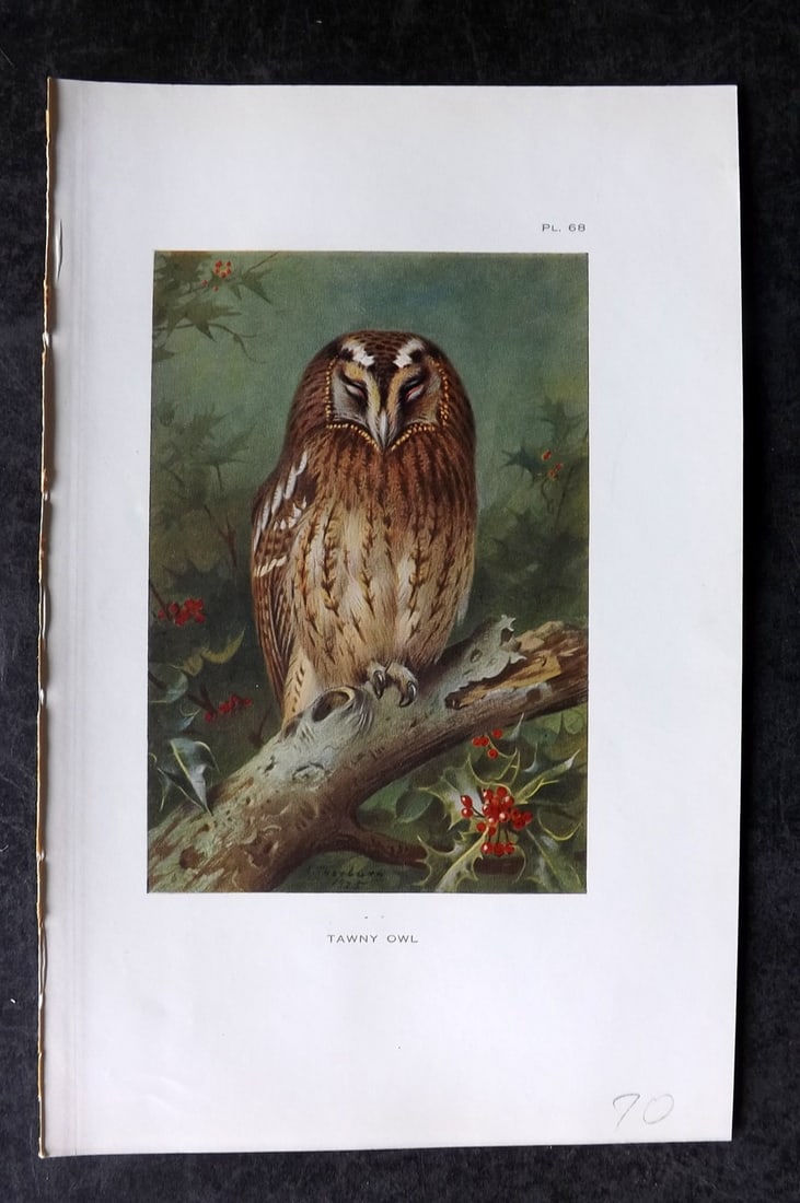 Thorburn, Archibald 1925 Bird Print. Tawny Owl 68: Vintage Offset Lithograph Published 1925-26, London for "British Birds" by Archibald Thorburn. Paper Size: 8.5 x 5.5 inch (22 x 14cm) Good Condition