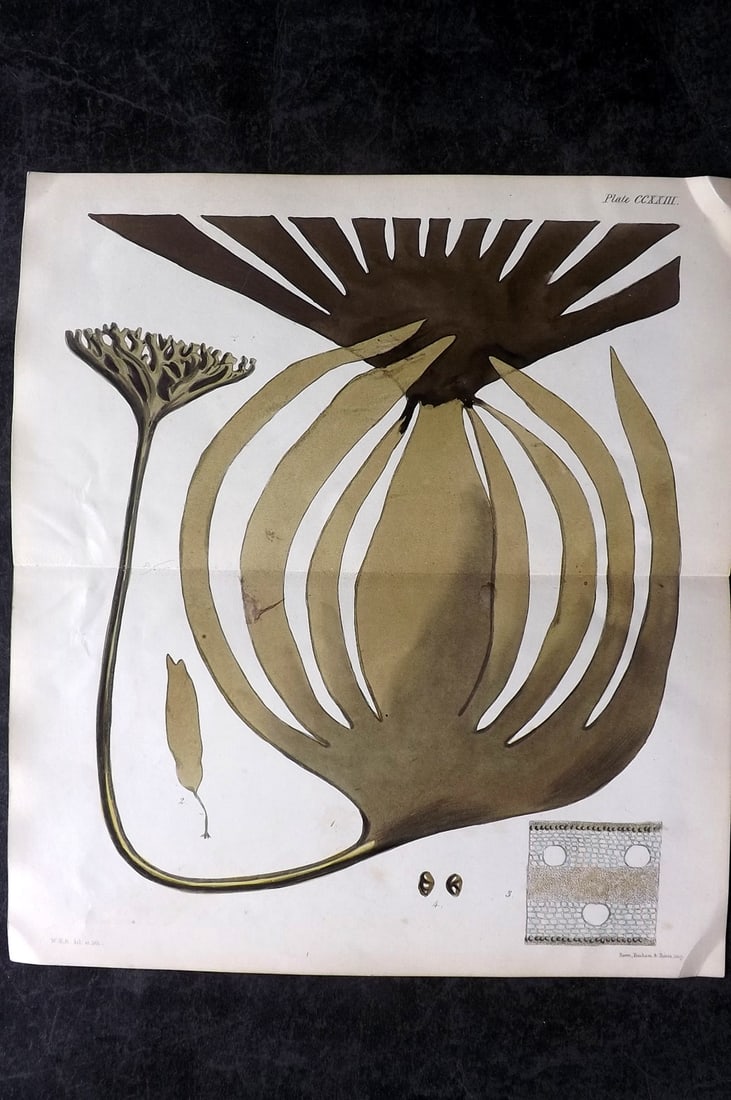 Harvey, William 1846 HCol Double Seaweed Print. Laminaria Digitata 223: Hand Colored Lithograph Published 1846-51, London for "Phycologia Britannica: or a History of British Sea-Weeds" First Edition by William Henry Harvey. With accompanying desriptive text. Rare. Centre 