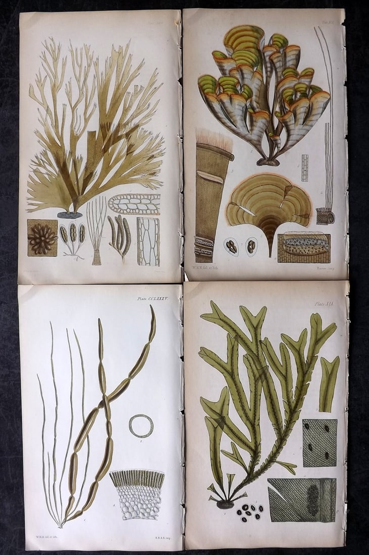 Harvey, William 1846 Lot of 4 Hand Col Seaweed Prints: Hand Colored Lithograph Published 1846-51, London for "Phycologia Britannica: or a History of British Sea-Weeds" First Edition by William Henry Harvey. With accompanying desriptive text. Rare. Paper S
