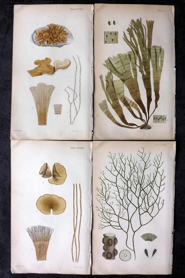 Harvey, William 1846 Lot of 4 Hand Col Seaweed Prints: Hand Colored Lithograph Published 1846-51, London for "Phycologia Britannica: or a History of British Sea-Weeds" First Edition by William Henry Harvey. With accompanying desriptive text. Rare. Paper S
