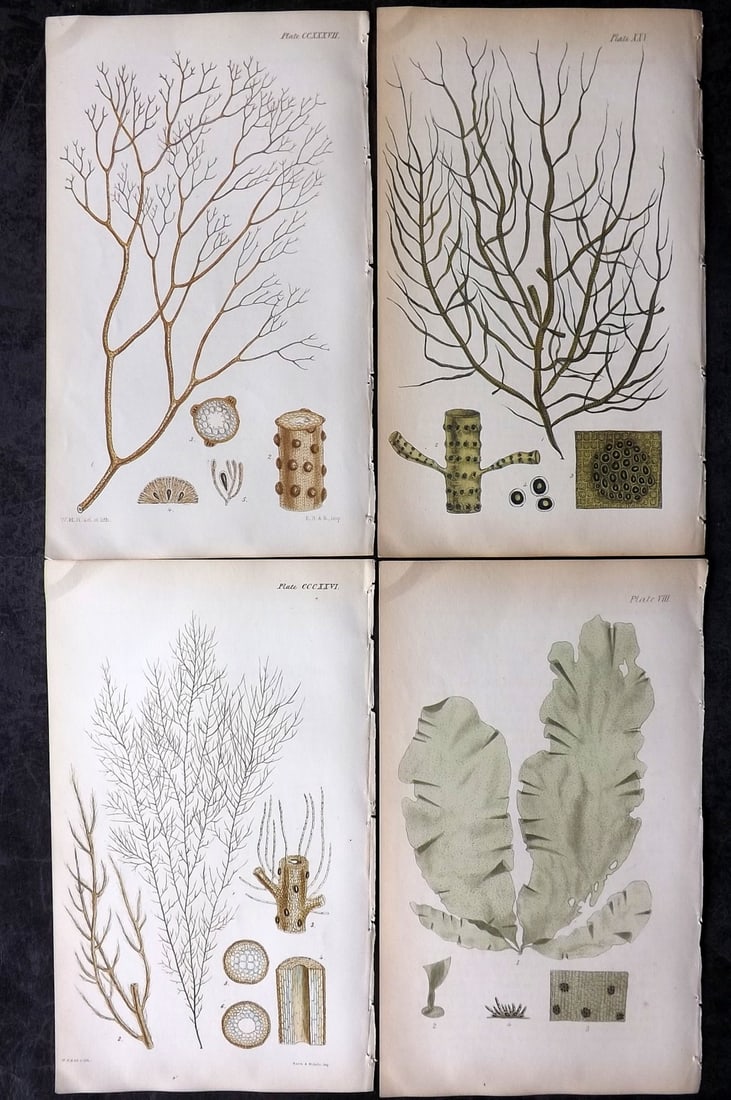 Harvey, William 1846 Lot of 4 Hand Col Seaweed Prints: Hand Colored Lithograph Published 1846-51, London for "Phycologia Britannica: or a History of British Sea-Weeds" First Edition by William Henry Harvey. With accompanying desriptive text. Rare. Paper S