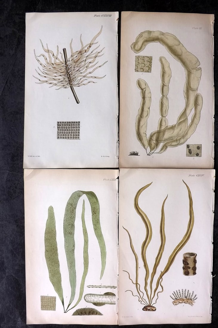 Harvey, William 1846 Lot of 4 Hand Col Seaweed Prints: Hand Colored Lithograph Published 1846-51, London for "Phycologia Britannica: or a History of British Sea-Weeds" First Edition by William Henry Harvey. With accompanying desriptive text. Rare. Paper S