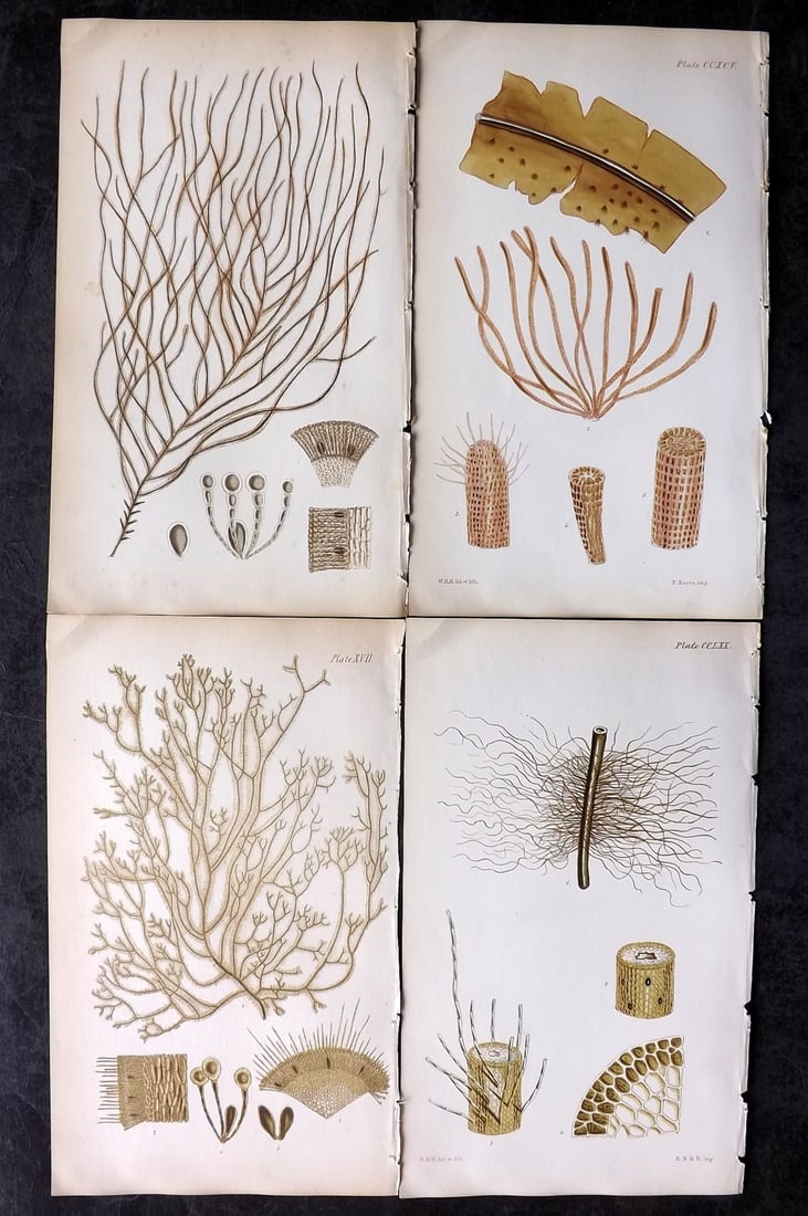 Harvey, William 1846 Lot of 4 Hand Col Seaweed Prints: Hand Colored Lithograph Published 1846-51, London for "Phycologia Britannica: or a History of British Sea-Weeds" First Edition by William Henry Harvey. With accompanying desriptive text. Rare. Paper S