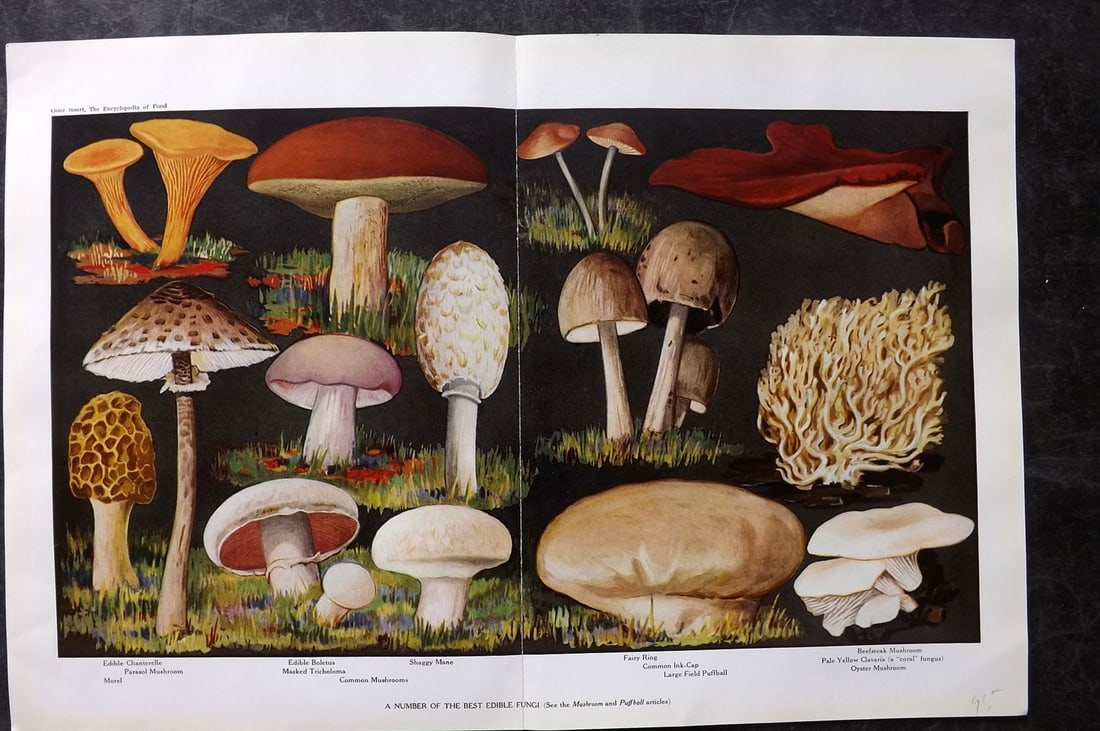 Ward, Artemas 1923 Folio Botanical Print. Mushrooms - Edible Fungi: Offset Lithographs Published 1923, New York for "The Encyclopedia of Food" by Artemas Ward. Centre fold as published. Paper Size: 16 x 11 inch (41 x 28cm) Good Condition
