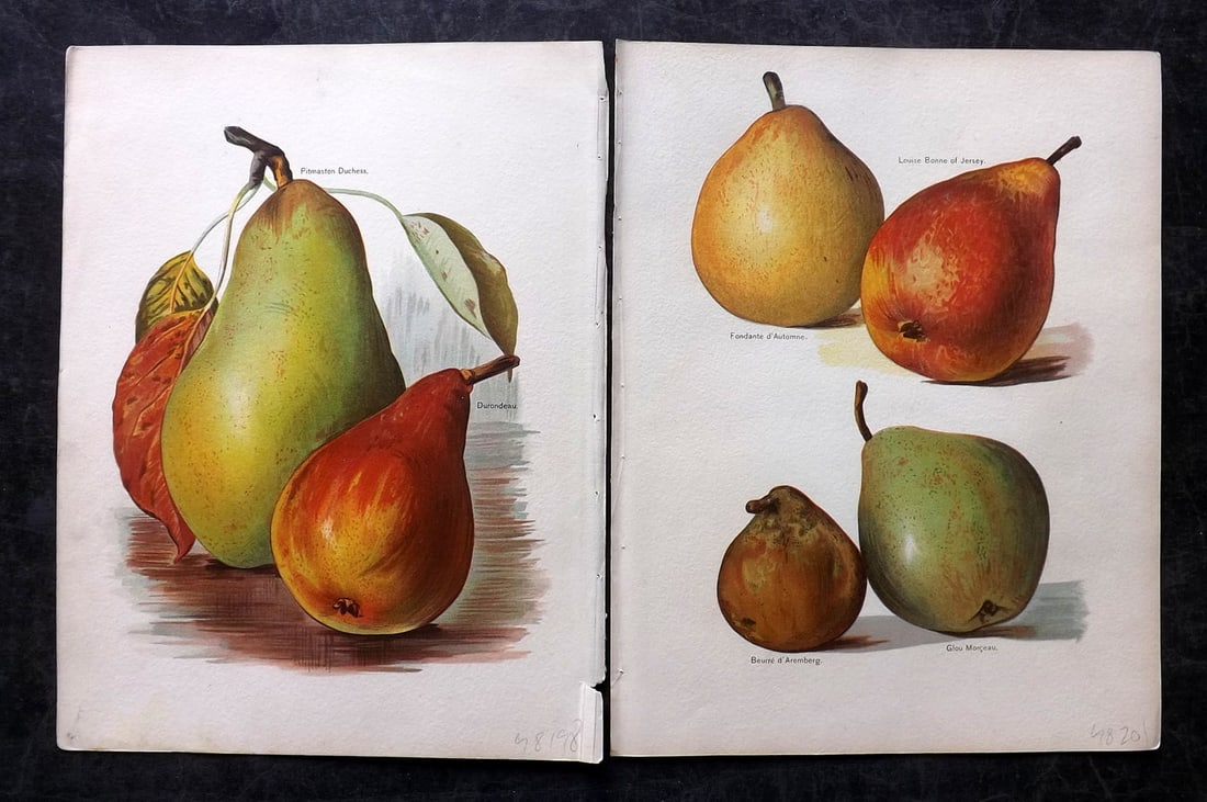 Wright, John 1894 Pair of Antique Fruit Prints (1 of 2)