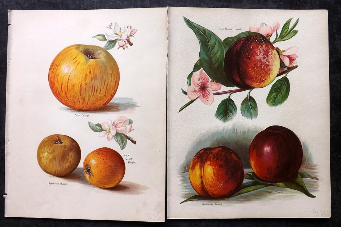 Wright, John 1894 Pair of Antique Fruit Prints: Chromolithographs Published 1892-4 by J.S. Virtue & Co, London for "The Fruit Growers Guide" First Edition by John Wright. Paper Size: 11 x 8 inch (28 x 21cm) One with minor margin tone mark. Good Con