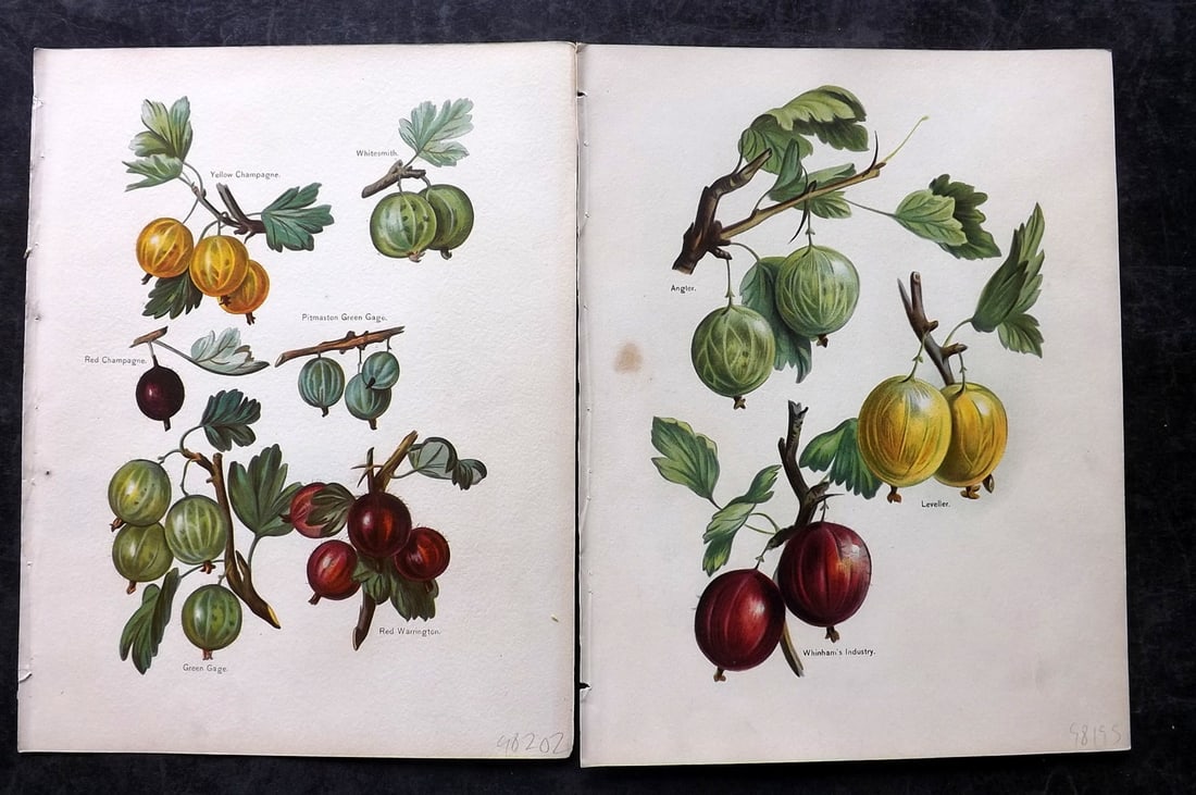 Wright, John 1894 Pair of Antique Fruit Prints (1 of 2)