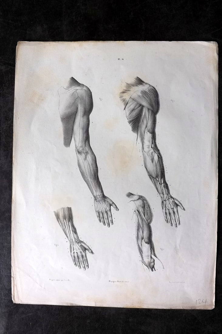 Fau, Dr. Julian 1849 Folio Anatomy Print. Arms 14: Folio Lithograph Published 1849, London for "The Anatomy of the External Forms of Man" by Dr. Julian Fau. Lithographed by Leveille. Edited by Robert Knox. Paper Size: 14 x 10 inch (36 x 25cm) Minor to