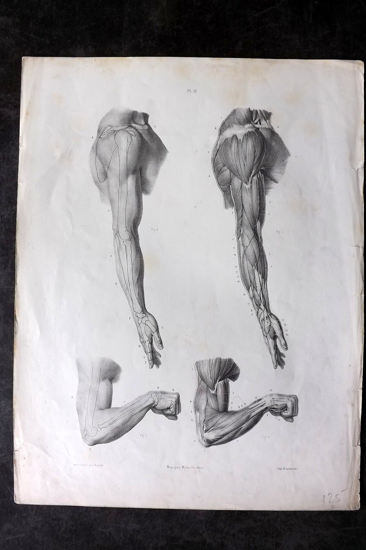 Fau, Dr. Julian 1849 Folio Anatomy Print. Arms 15: Folio Lithograph Published 1849, London for "The Anatomy of the External Forms of Man" by Dr. Julian Fau. Lithographed by Leveille. Edited by Robert Knox. Paper Size: 14 x 10 inch (36 x 25cm) Minor to