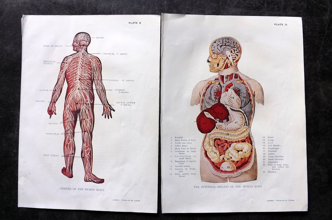 Virtue (Pub) C1910 Pair of Anatomy Prints (1 of 2)