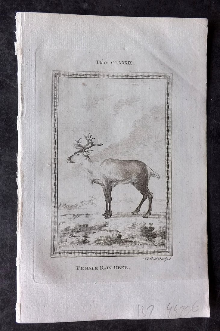 Buffon, Comte de 1785 Antique Print. Female Reindeer (1 of 1)