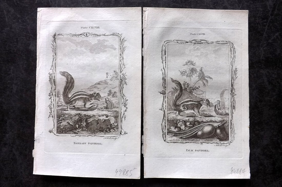 Buffon, Comte de 1785 Pair of Antique Prints. Squirrels: Copper Plate Published 1785, London for "Natural History, General and Particular" by the Count de Buffon. Translated by William Smellie. Paper Size: 8.5 x 5 inch (22 x 13cm) Good Condition