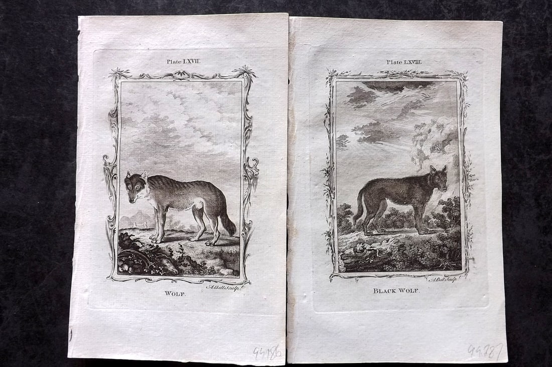 Buffon, Comte de 1785 Pair of Antique Prints. Wolves (1 of 1)