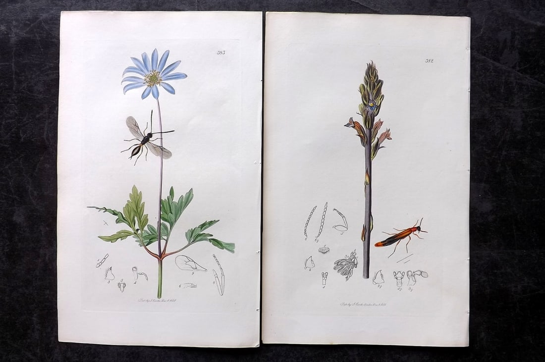 Curtis, John 1832 Pair of HCol Insect Botanical Prints, First Edition: Hand Colored Etchings Published 1823-39, London for "British Entomology: Being Illustrations and Descriptions of the Genera of Insects found in Great Britain and Ireland" First Edition by John Curtis.