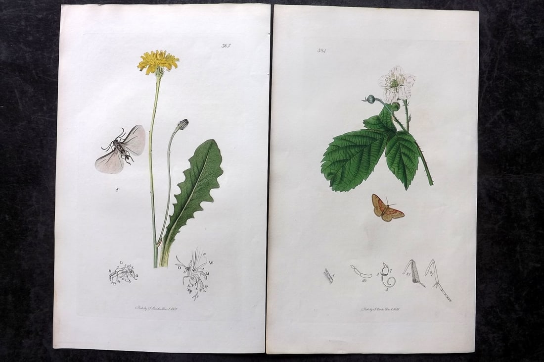 Curtis, John 1832 Pair of HCol Insect Botanical Prints, First Edition: Hand Colored Etchings Published 1823-39, London for "British Entomology: Being Illustrations and Descriptions of the Genera of Insects found in Great Britain and Ireland" First Edition by John Curtis.
