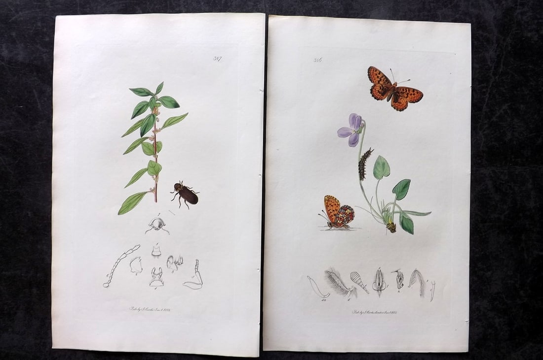 Curtis, John 1832 Pair of HCol Insect Botanical Prints, First Edition: Hand Colored Etchings Published 1823-39, London for "British Entomology: Being Illustrations and Descriptions of the Genera of Insects found in Great Britain and Ireland" First Edition by John Curtis.
