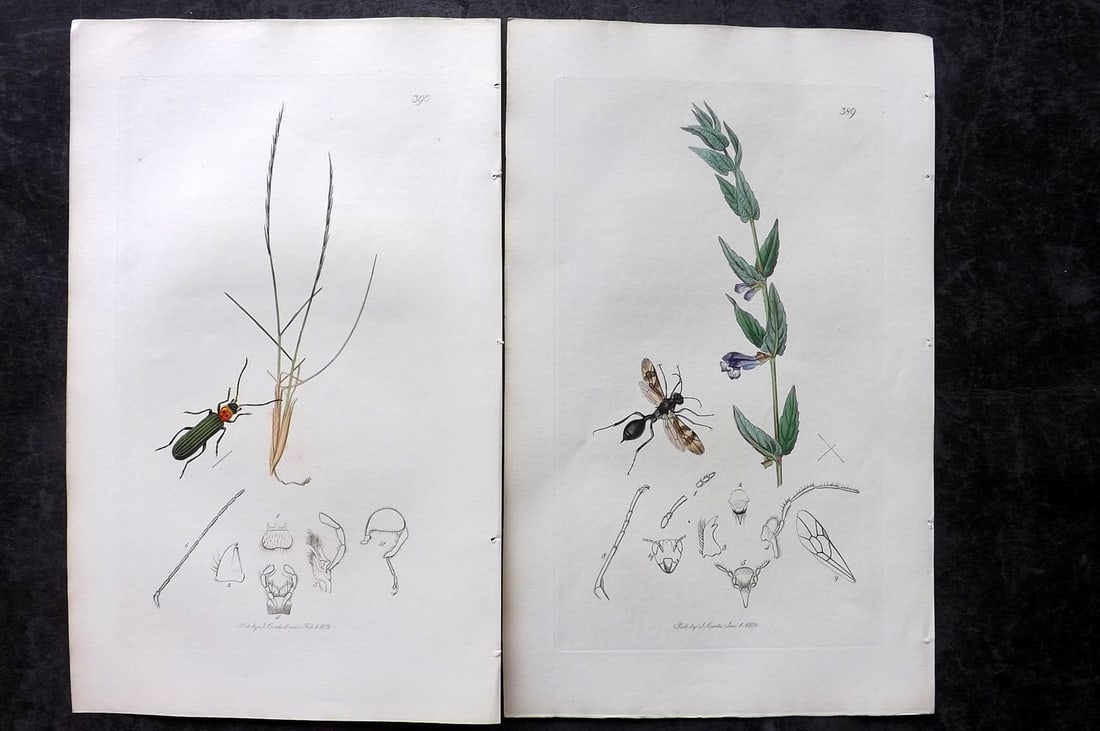 Curtis, John 1832 Pair of HCol Insect Botanical Prints, First Edition: Hand Colored Etchings Published 1823-39, London for "British Entomology: Being Illustrations and Descriptions of the Genera of Insects found in Great Britain and Ireland" First Edition by John Curtis.
