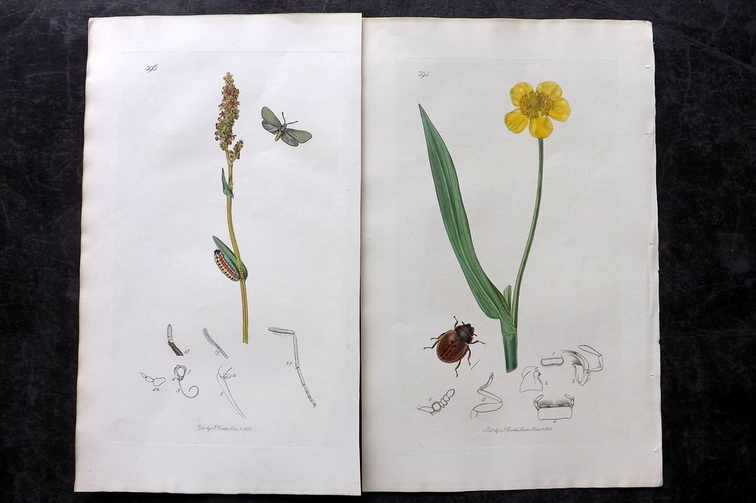 Curtis, John 1832 Pair of HCol Insect Botanical Prints, First Edition: Hand Colored Etchings Published 1823-39, London for "British Entomology: Being Illustrations and Descriptions of the Genera of Insects found in Great Britain and Ireland" First Edition by John Curtis.