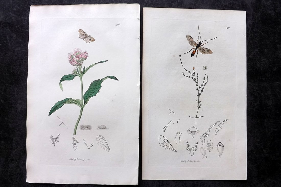 Curtis, John 1832 Pair of HCol Insect Botanical Prints, First Edition: Hand Colored Etchings Published 1823-39, London for "British Entomology: Being Illustrations and Descriptions of the Genera of Insects found in Great Britain and Ireland" First Edition by John Curtis.
