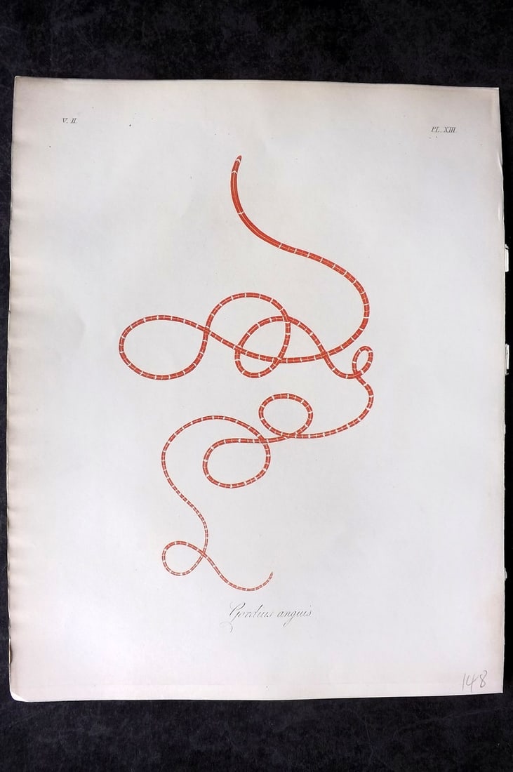 Dalyell. John 1853 Scarce Hand Col Sea Life Print. Gordius Anguis 13: Hand Colored Etching Published 1851-58, London for "The Powers of the Creator displayed in the Creation..." by Sir John Graham Dalyell. Paper Size: 11 x 8.5 inch (28 x 22cm) Good Condition