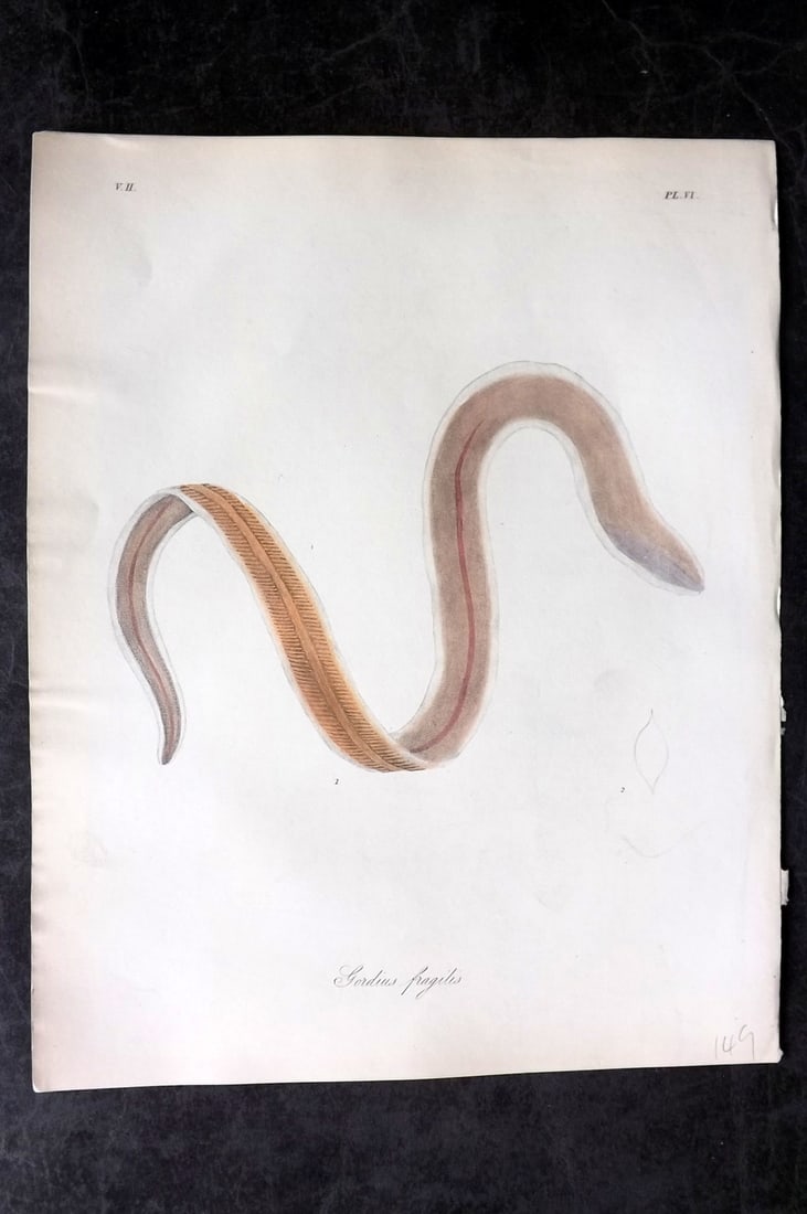 Dalyell. John 1853 Scarce Hand Col Sea Life Print. Gordius Fragilis 06: Hand Colored Etching Published 1851-58, London for "The Powers of the Creator displayed in the Creation..." by Sir John Graham Dalyell. Paper Size: 11 x 8.5 inch (28 x 22cm) Good Condition