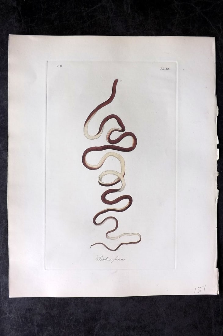 Dalyell. John 1853 Scarce Hand Col Sea Life Print. Gordius Fuscus 12: Hand Colored Etching Published 1851-58, London for "The Powers of the Creator displayed in the Creation..." by Sir John Graham Dalyell. Paper Size: 11 x 8.5 inch (28 x 22cm) Good Condition