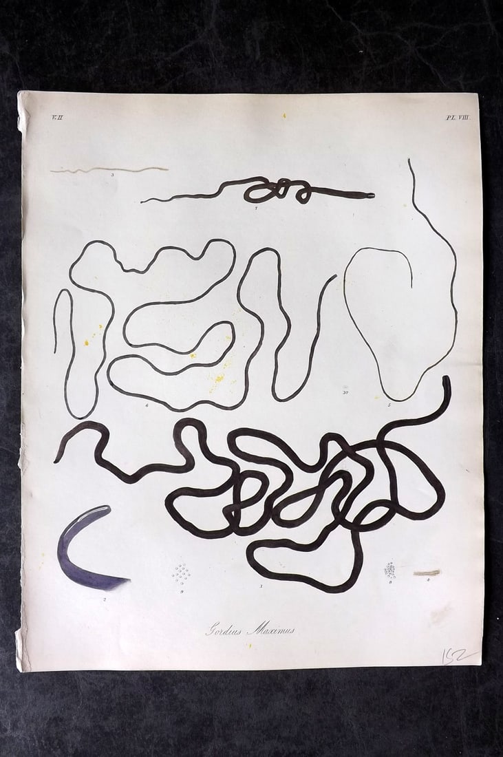 Dalyell. John 1853 Scarce Hand Col Sea Life Print. Gordius Maximus 08: Hand Colored Etching Published 1851-58, London for "The Powers of the Creator displayed in the Creation..." by Sir John Graham Dalyell. Paper Size: 11 x 8.5 inch (28 x 22cm) Good Condition