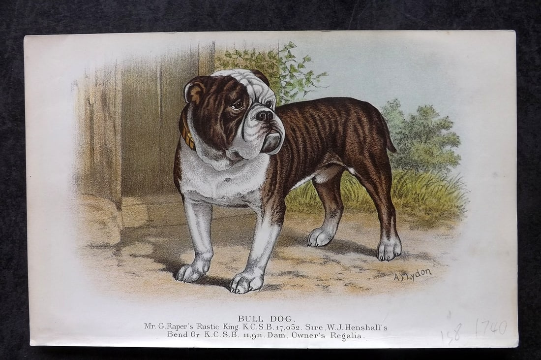 Dalziel, Hugh 1880's Antique Dog Print. Bulldog: Colour Printed Woodblock Published 1880's, London for "British Dogs..." by Hugh Dalziel. Reverse side blank. Paper Size: 8 x 5 inch (21 x 13cm) Good Condition