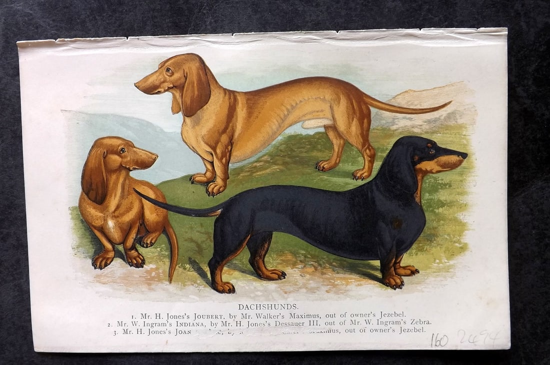 Dalziel, Hugh 1880's Antique Dog Print. Dachshunds: Colour Printed Woodblock Published 1880's, London for "British Dogs..." by Hugh Dalziel. Reverse side blank. Paper Size: 8 x 5 inch (21 x 13cm) Very slight surface loss to part of title. Good Conditio