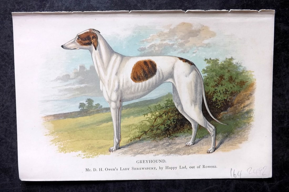 Dalziel, Hugh 1880's Antique Dog Print. Greyhound: Colour Printed Woodblock Published 1880's, London for "British Dogs..." by Hugh Dalziel. Reverse side blank. Paper Size: 8 x 5 inch (21 x 13cm) Good Condition