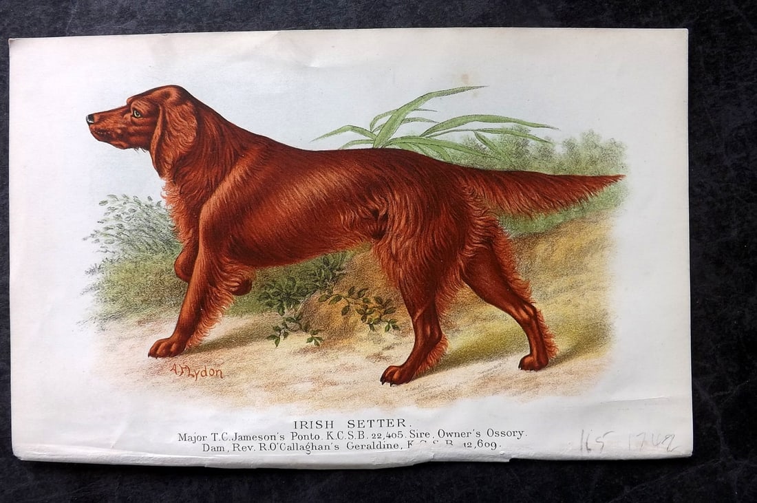 Dalziel, Hugh 1880's Antique Dog Print. Irish Setter: Colour Printed Woodblock Published 1880's, London for "British Dogs..." by Hugh Dalziel. Reverse side blank. Paper Size: 8 x 5 inch (21 x 13cm) Good Condition