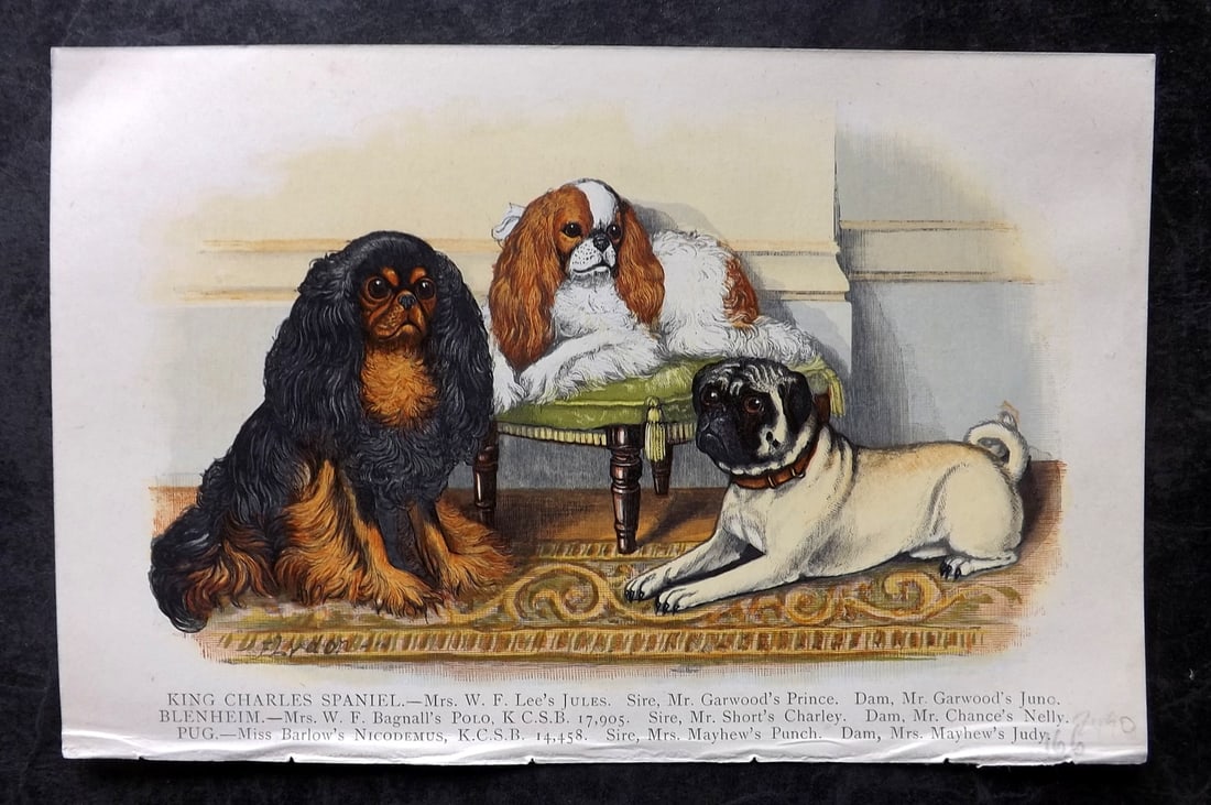 Dalziel, Hugh 1880's Antique Dog Print. King Charles Spaniel: Colour Printed Woodblock Published 1880's, London for "British Dogs..." by Hugh Dalziel. Reverse side blank. Paper Size: 8 x 5 inch (21 x 13cm) Good Condition