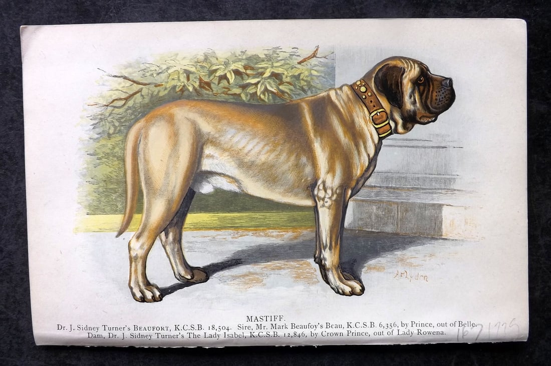 Dalziel, Hugh 1880's Antique Dog Print. Mastiff: Colour Printed Woodblock Published 1880's, London for "British Dogs..." by Hugh Dalziel. Reverse side blank. Paper Size: 8 x 5 inch (21 x 13cm) Good Condition