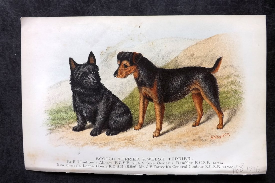 Dalziel, Hugh 1880's Antique Dog Print. Scotch Terrier & Welsh Terrier: Colour Printed Woodblock Published 1880's, London for "British Dogs..." by Hugh Dalziel. Reverse side blank. Paper Size: 8 x 5 inch (21 x 13cm) Very minor background toning. Good Condition