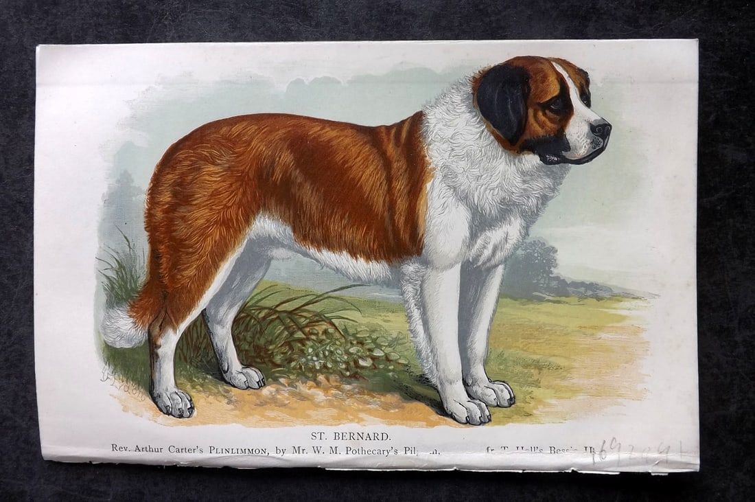 Dalziel, Hugh 1880's Antique Dog Print. St. Bernard (1 of 1)
