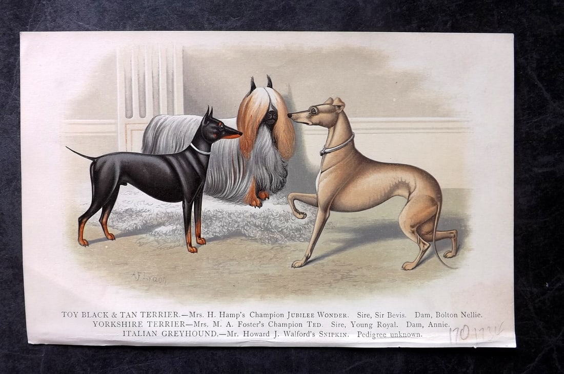 Dalziel, Hugh 1880's Antique Dog Print. Toy & Yorkshire Terrier, Italian Greyhound (1 of 1)