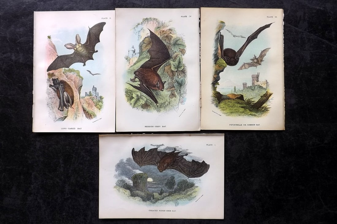 Lloyds's 1897 Lot of 4 Antique Prints. Bats: Chromolithographs Published 1894-97, London for "Lloyds's Natural History..." Edited by R. Bowdler Sharpe, W. F. Kirby, H. O. Forbes, R. Lydekker, and W. R. Olive-Grant. Illustrated after Keulemans, G