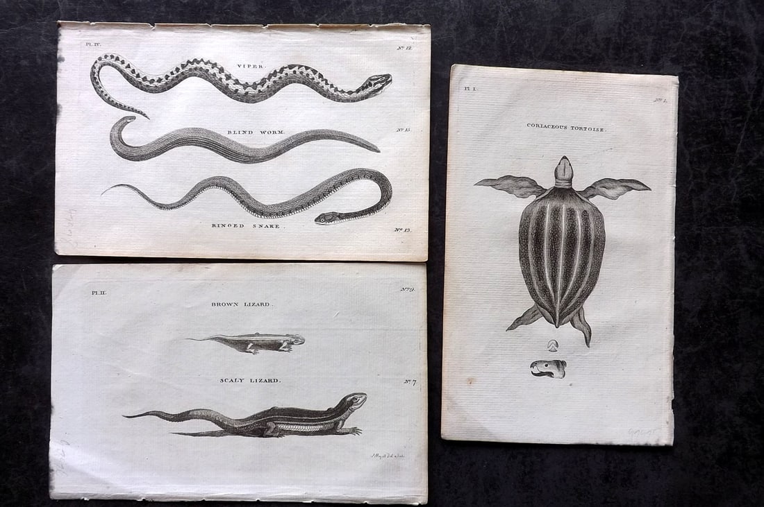 Pennant, Thomas 1776 Lot of 3 Antique Prints. Tortoise, Snake, Lizard: Copper Plates Published 1776-77, London for "British Zoology" by Thomas Pennant. Paper Size: 8 x 5 inch (21 x 13cm) Good Condition