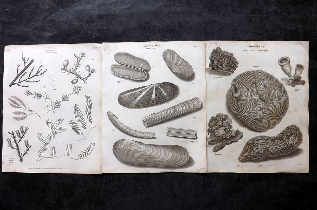 Rees, Abraham 1820 Lot of 3 Antique Prints. Shells, Sea Life (1 of 2)