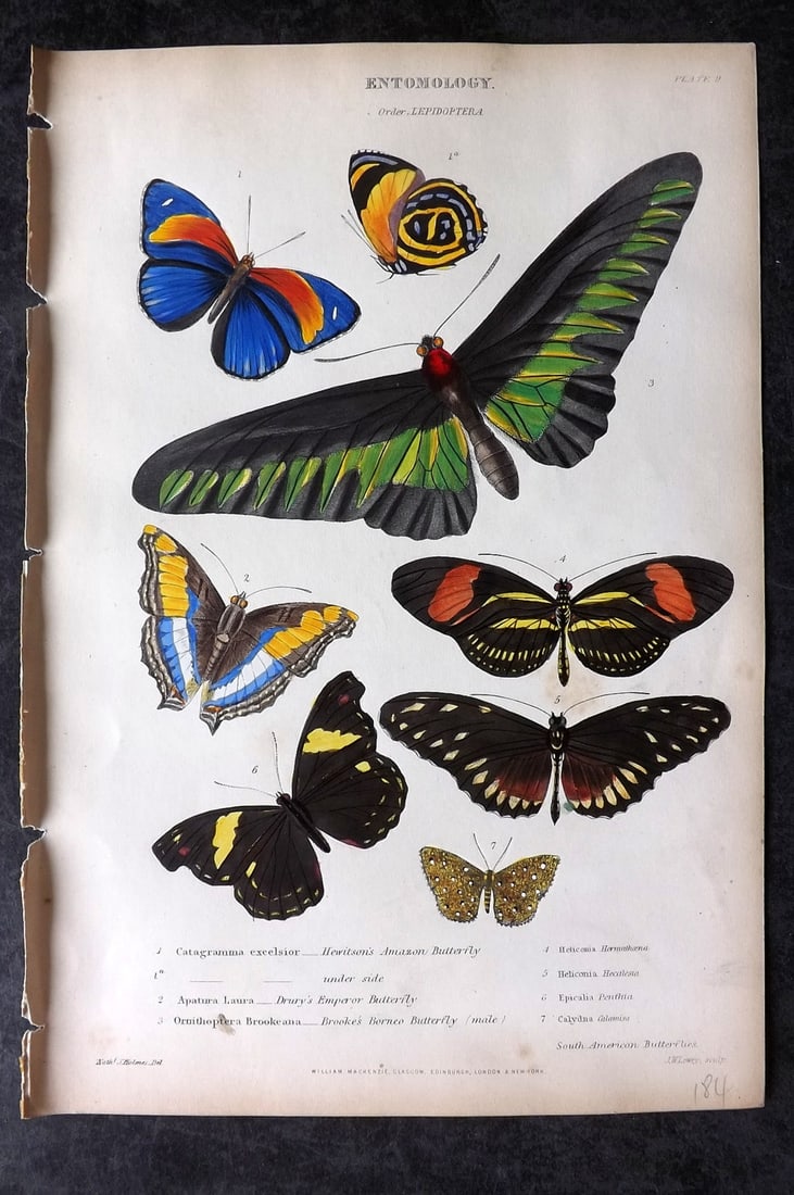 Richardson, John 1862 Hand Col Print. Amazon Butterfly & Moths 10 (1 of 1)
