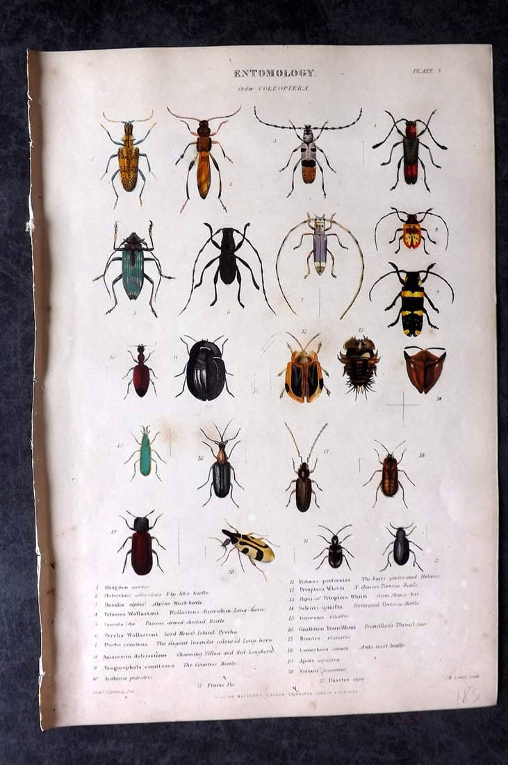 Richardson, John 1862 Hand Col Print. Beetles Insects 03 (1 of 1)