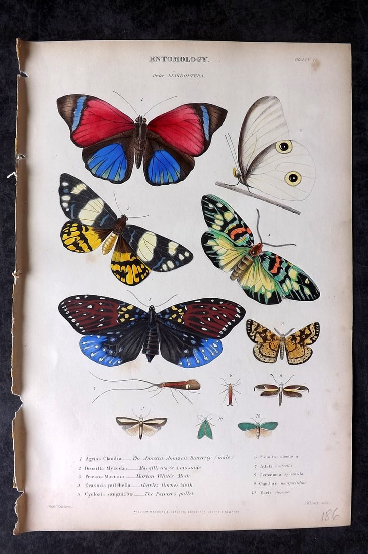 Richardson, John 1862 Hand Col Print. Butterflies 09 (1 of 1)
