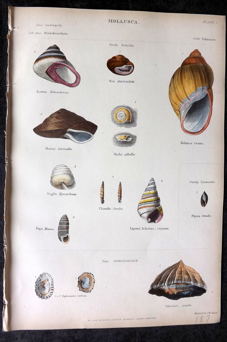 Richardson, John 1862 Hand Col Print. Mollusca Shells 03 (1 of 1)