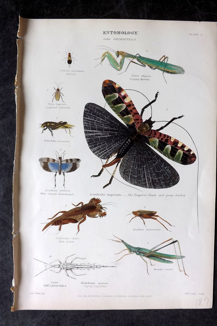 Richardson, John 1862 Hand Col Print. Praying Mantis, Cricket, Insects 05 (1 of 1)